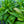 Load image into Gallery viewer, Straw Foxglove