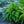 Load image into Gallery viewer, Straw Foxglove