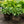 Load image into Gallery viewer, Snake Eyes Hosta