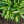 Load image into Gallery viewer, Snake Eyes Hosta