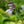 Load image into Gallery viewer, Snake Eyes Hosta