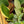 Load image into Gallery viewer, Superba Snake Plant