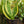 Load image into Gallery viewer, Superba Snake Plant