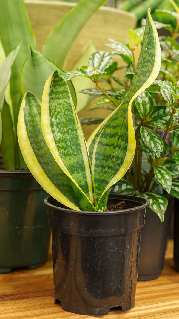 Superba Snake Plant
