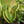 Load image into Gallery viewer, Superba Snake Plant