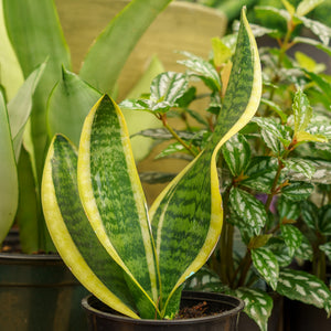 Superba Snake Plant