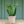 Load image into Gallery viewer, Snake Plant - Sansevieria - Houseplants
