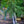 Load image into Gallery viewer, Snow Fountains Weeping Cherry - Cherry - Flowering Trees