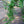 Load image into Gallery viewer, Snow Fountains Weeping Cherry - Cherry - Flowering Trees