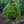 Load image into Gallery viewer, Snow Fountains Weeping Cherry - Cherry - Flowering Trees