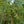 Load image into Gallery viewer, Snow Fountains Weeping Cherry