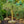 Load image into Gallery viewer, Snow Fountains Weeping Cherry
