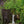 Load image into Gallery viewer, Snow Fountains Weeping Cherry
