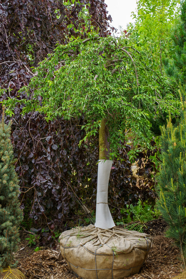 Snow Fountains Weeping Cherry
