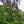 Load image into Gallery viewer, Snow Fountains Weeping Cherry
