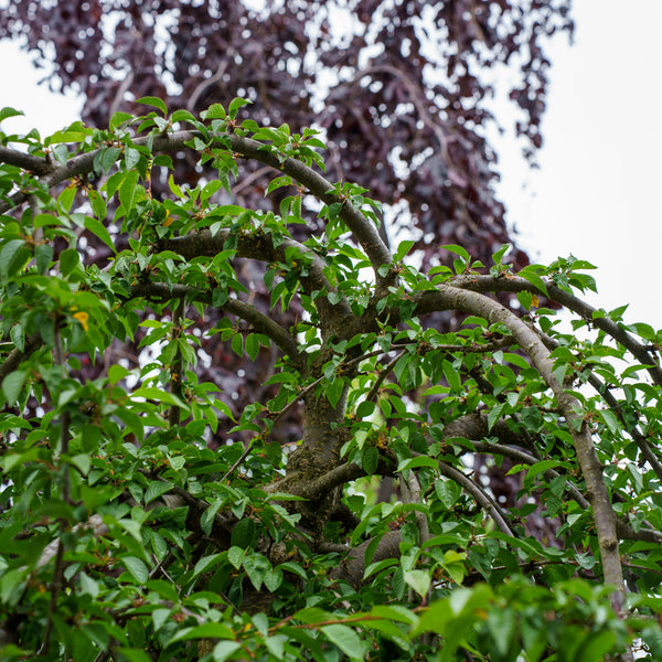 Snow Fountains Weeping Cherry