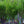 Load image into Gallery viewer, Snow Goose Flowering Cherry - Cherry - Flowering Trees