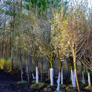 Snow Goose Flowering Cherry - Cherry - Flowering Trees