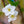 Load image into Gallery viewer, Snow Goose Flowering Cherry - Cherry - Flowering Trees
