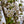 Load image into Gallery viewer, Snow Goose Flowering Cherry - Cherry - Flowering Trees