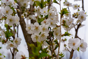 Snow Goose Flowering Cherry - Cherry - Flowering Trees
