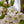 Load image into Gallery viewer, Snow Goose Flowering Cherry - Cherry - Flowering Trees