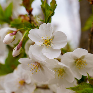 Snow Goose Flowering Cherry - Cherry - Flowering Trees