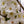 Load image into Gallery viewer, Snow Goose Flowering Cherry - Cherry - Flowering Trees
