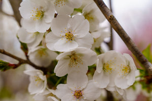 Snow Goose Flowering Cherry - Cherry - Flowering Trees