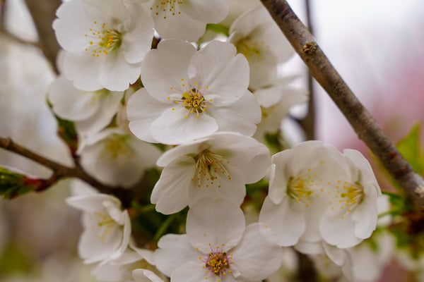 Snow Goose Flowering Cherry - Cherry - Flowering Trees