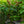 Load image into Gallery viewer, Snow Queen Oakleaf Hydrangea