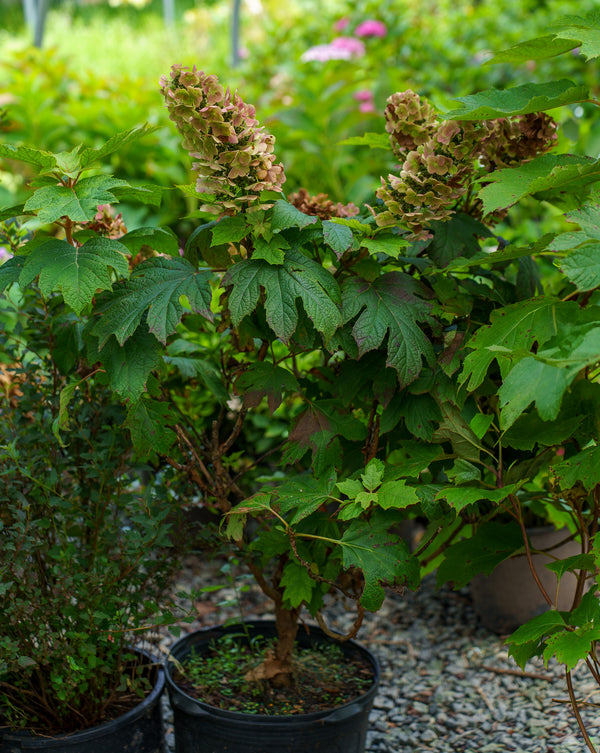 Snow Queen Oakleaf Hydrangea