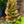 Load image into Gallery viewer, Snow Queen Oakleaf Hydrangea
