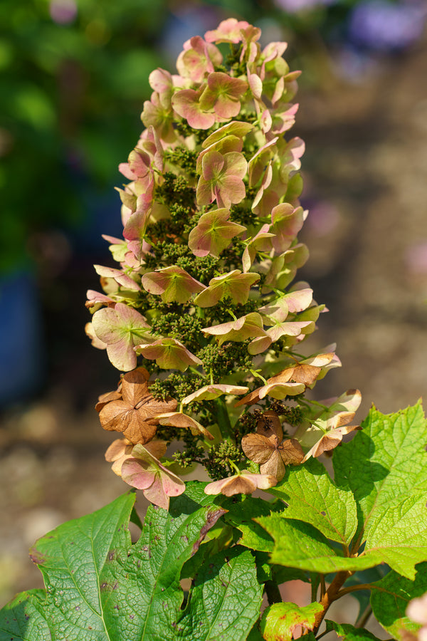 Snow Queen Oakleaf Hydrangea