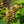 Load image into Gallery viewer, Snow Queen Oakleaf Hydrangea