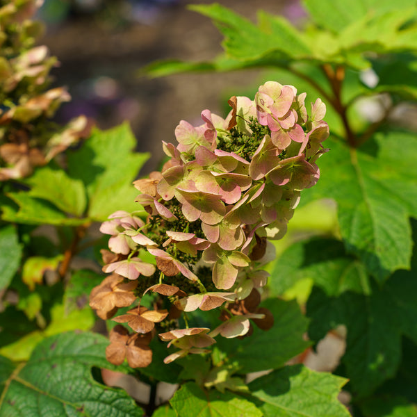 Snow Queen Oakleaf Hydrangea