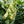 Load image into Gallery viewer, Snowcicle Oakleaf Hydrangea