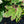 Load image into Gallery viewer, Snowcicle Oakleaf Hydrangea
