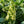 Load image into Gallery viewer, Snowcicle Oakleaf Hydrangea