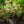 Load image into Gallery viewer, Snowcicle Oakleaf Hydrangea