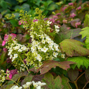 Snowcicle Oakleaf Hydrangea