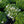 Load image into Gallery viewer, Snowflake Creeping Phlox