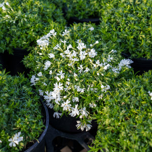 Snowflake Creeping Phlox
