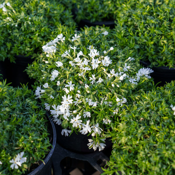 Snowflake Creeping Phlox