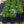 Load image into Gallery viewer, Snowflake Creeping Phlox
