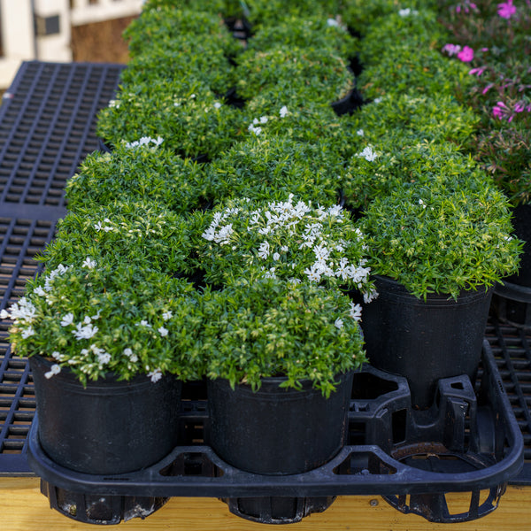 Snowflake Creeping Phlox