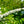 Load image into Gallery viewer, Snowmound Spirea - Spirea - Shrubs