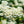Load image into Gallery viewer, Snowmound Spirea - Spirea - Shrubs