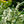 Load image into Gallery viewer, Snowmound Spirea - Spirea - Shrubs