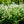 Load image into Gallery viewer, Snowmound Spirea - Spirea - Shrubs